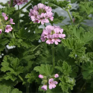 Pelargonium 'Scented Odorata Rose'