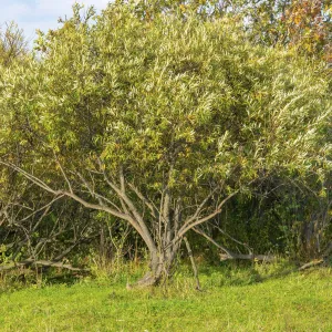 Silky Willow Shrub