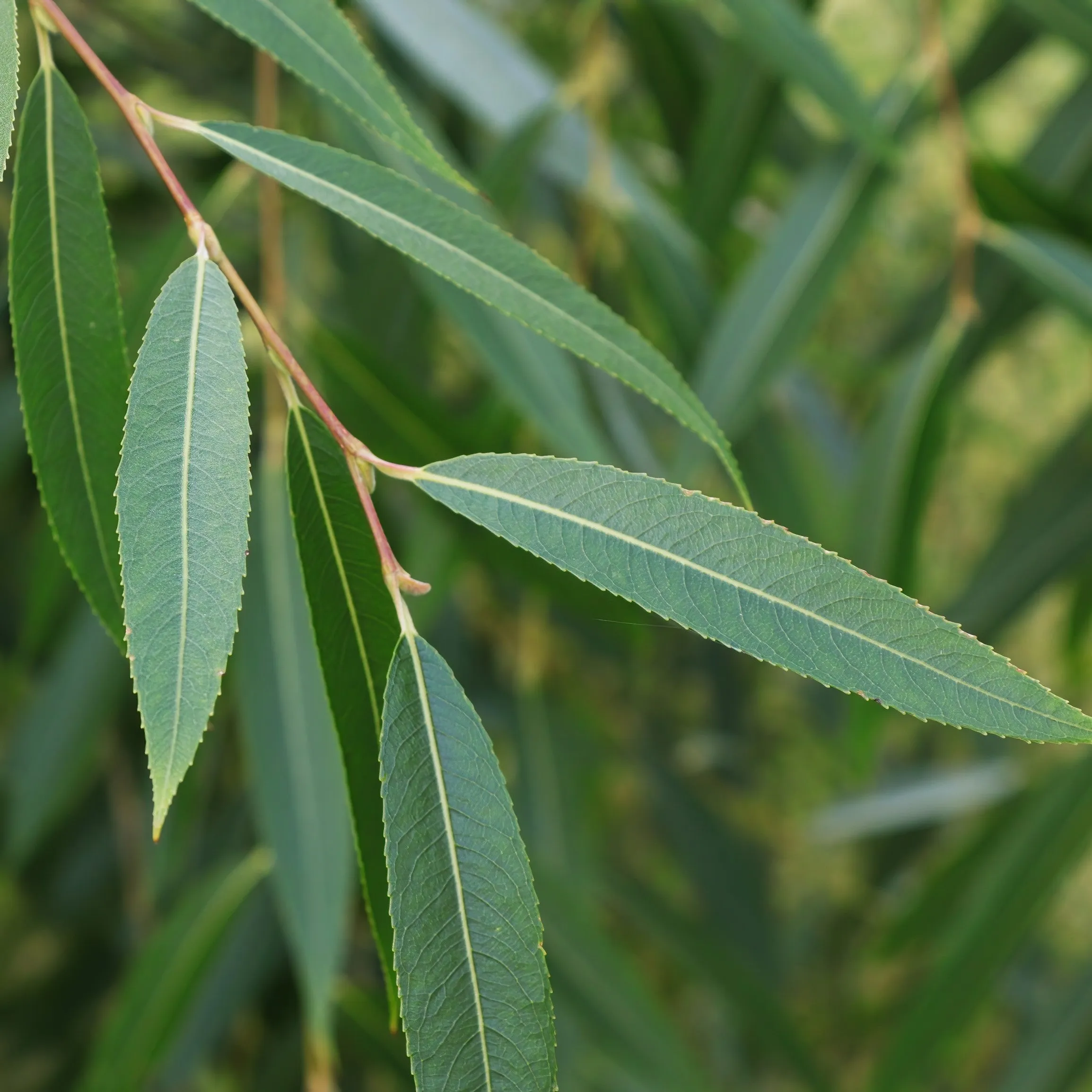 Silky Willow Shrub