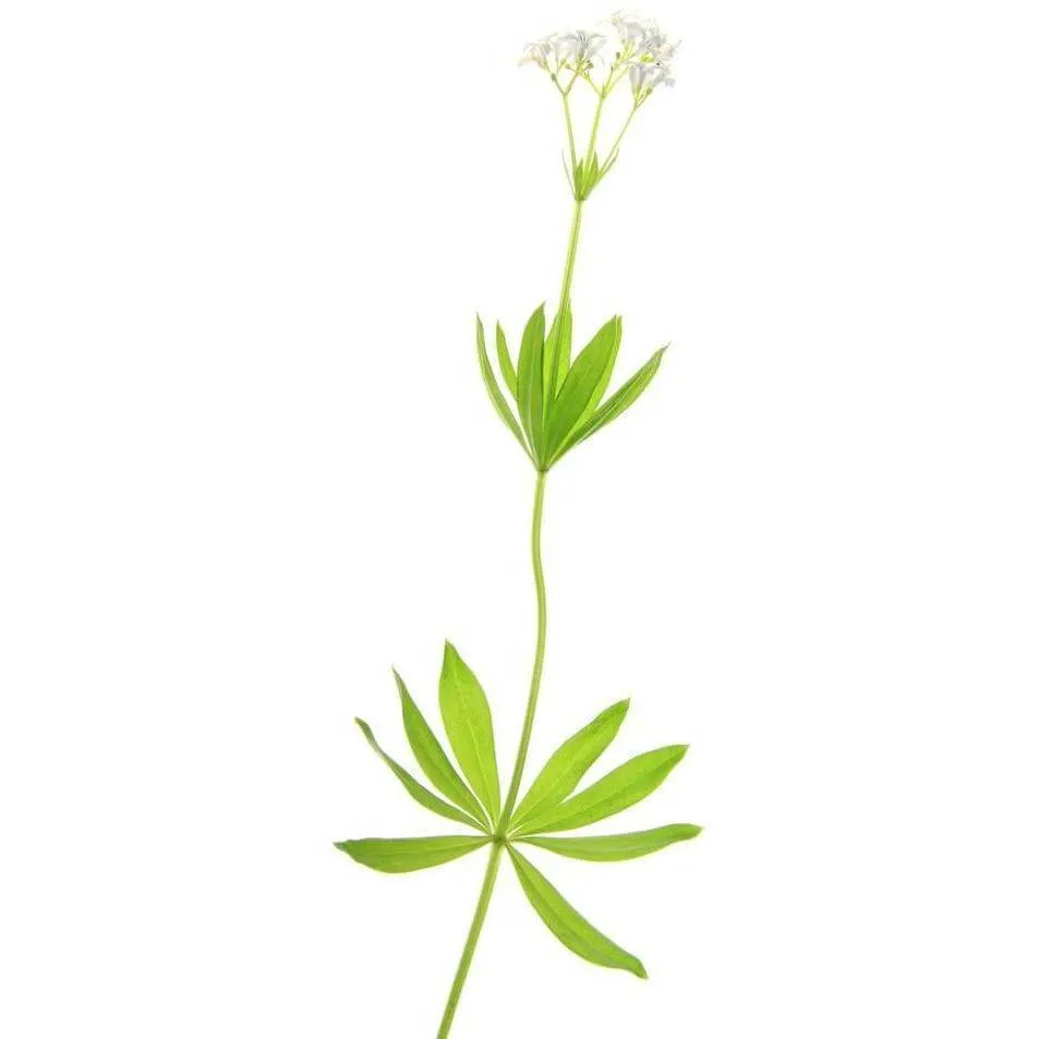 Sweet Woodruff E-Liquid